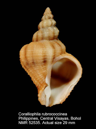 Coralliophila rubrococcinea.jpg - Coralliophila rubrococcineaMelvill & Standen,1901